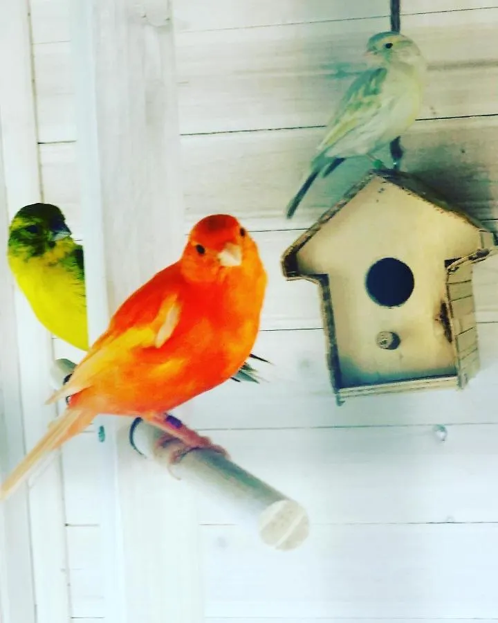 Casita Limon Andratx Villa